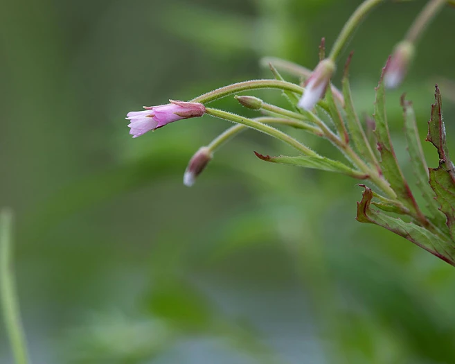 Epilobium coloratum image