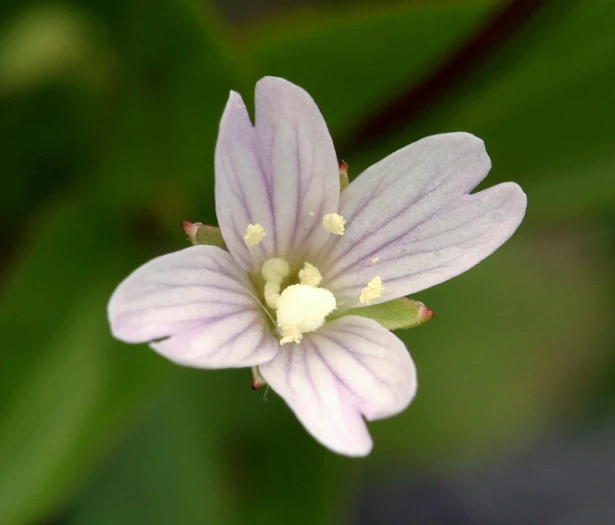 Epilobium glaberrimum image