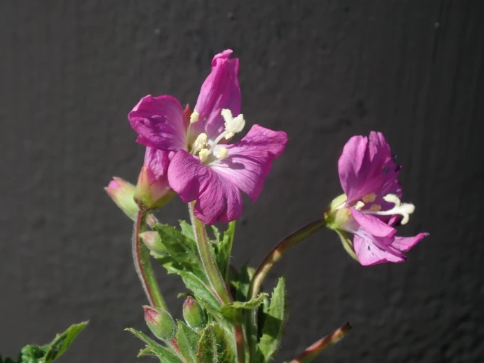 Epilobium hirsutum image