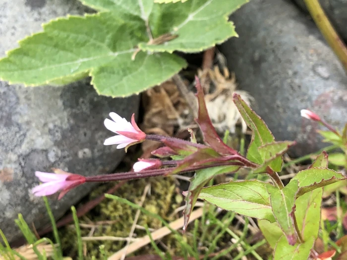 Epilobium hornemannii image