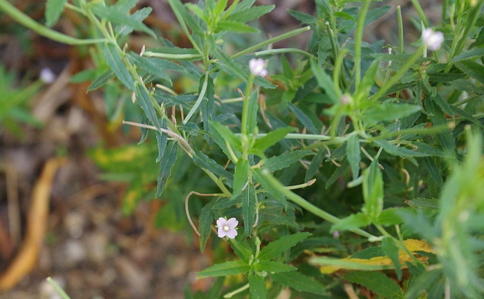 Epilobium lamyi image