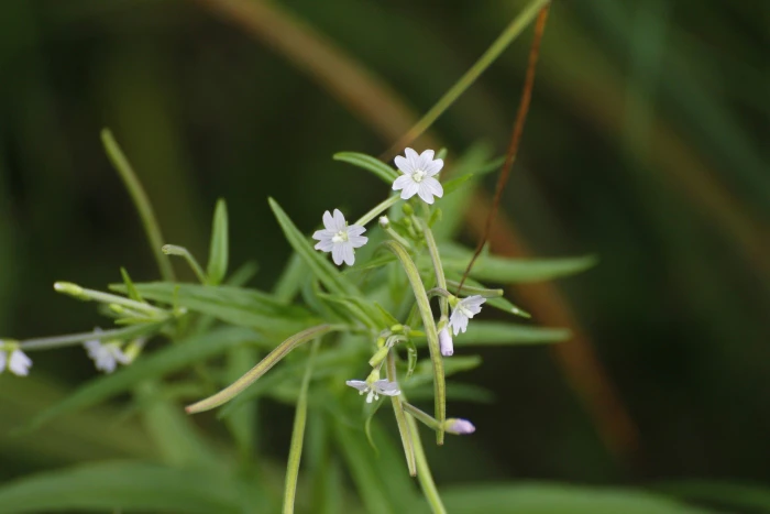 Epilobium palustre image