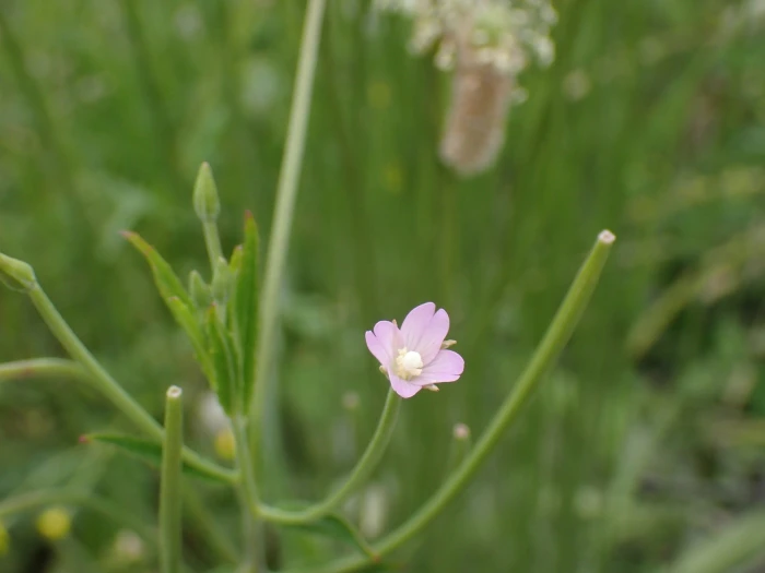 Epilobium tetragonum image