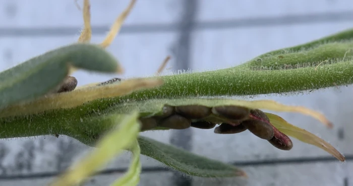 Epilobium torreyi image