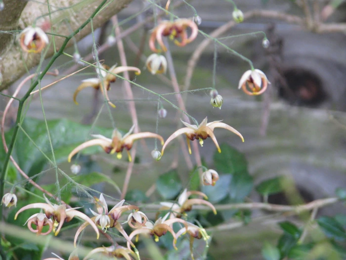 Epimedium wushanense image