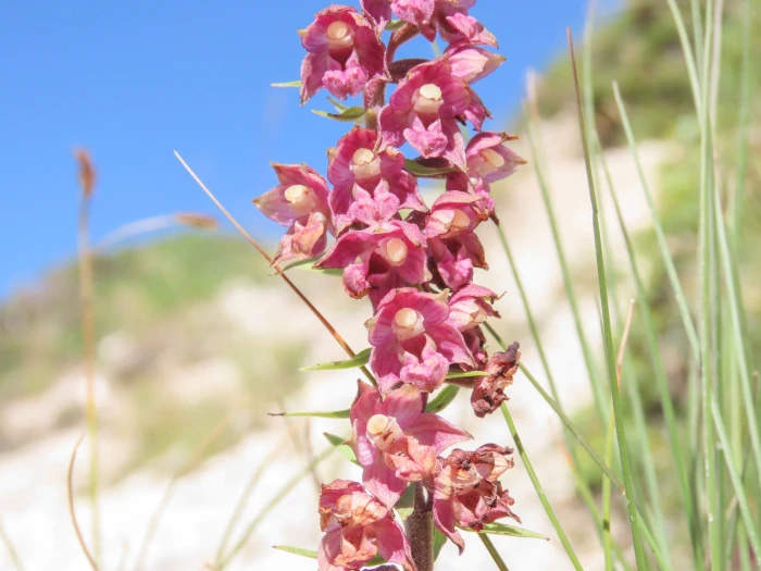 Epipactis atrorubens image