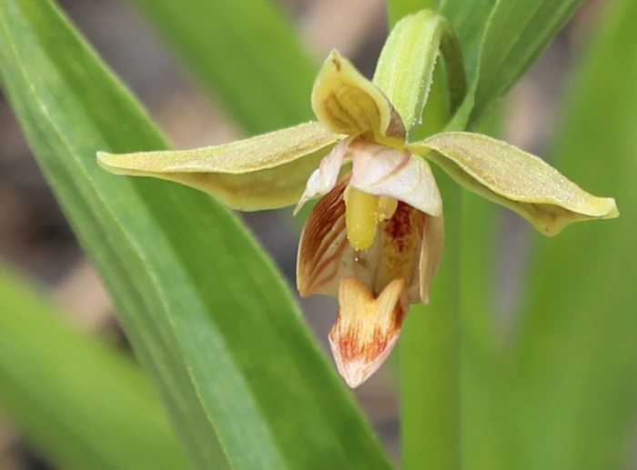 Epipactis gigantea image