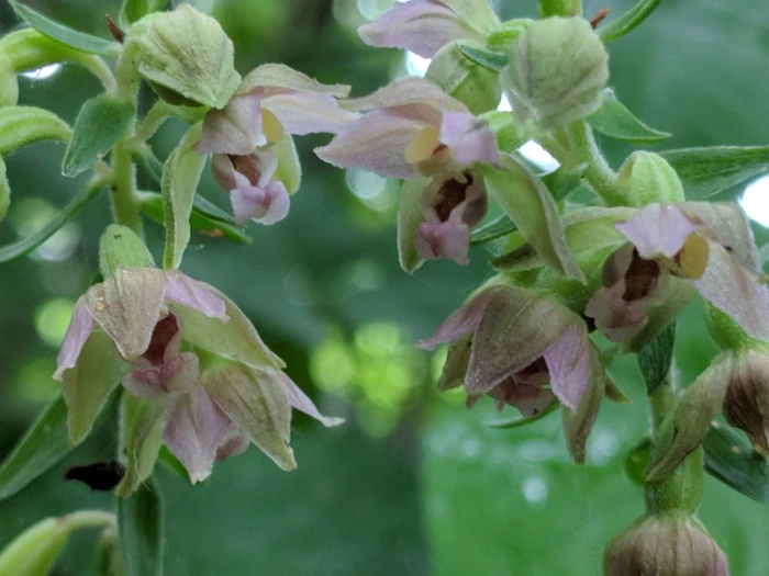 Epipactis helleborine image