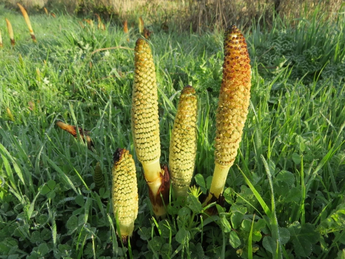 Equisetum telmateia image