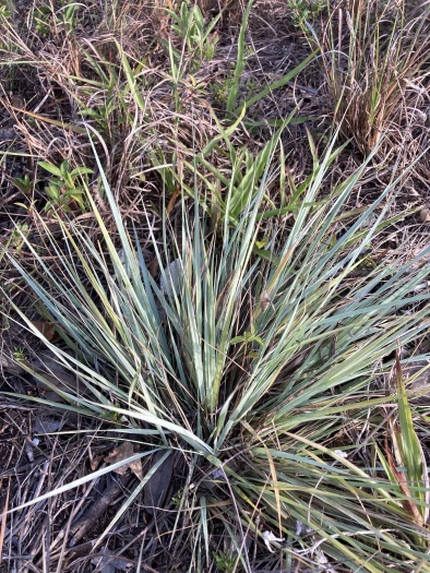 Eragrostis elliottii image