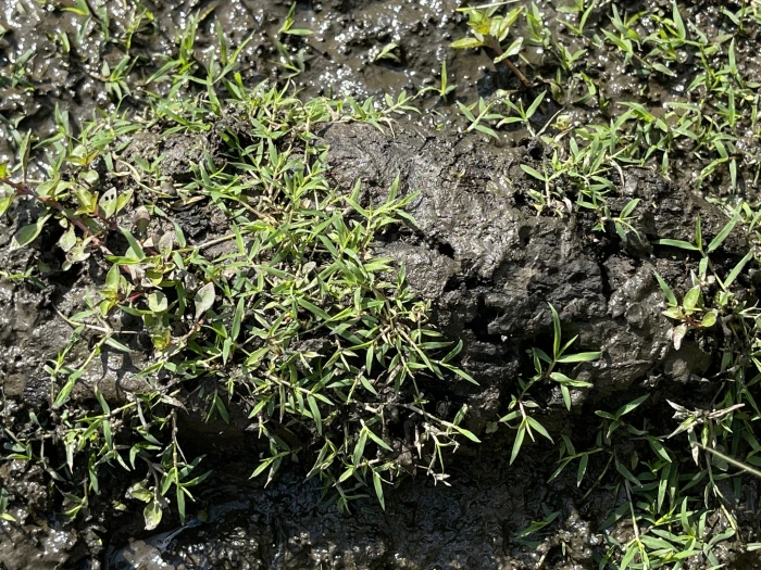 Eragrostis hypnoides image