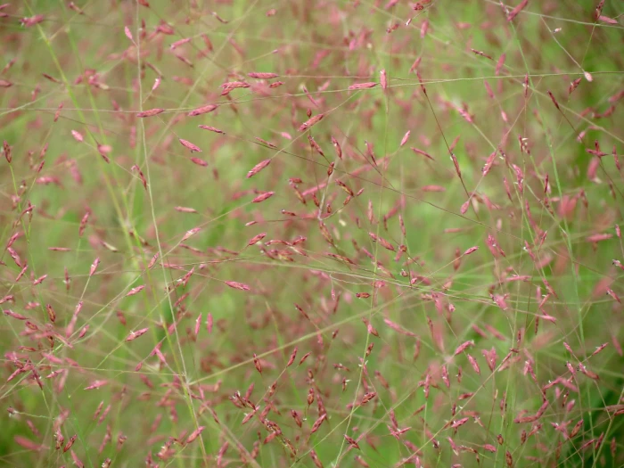 Eragrostis spectabilis image