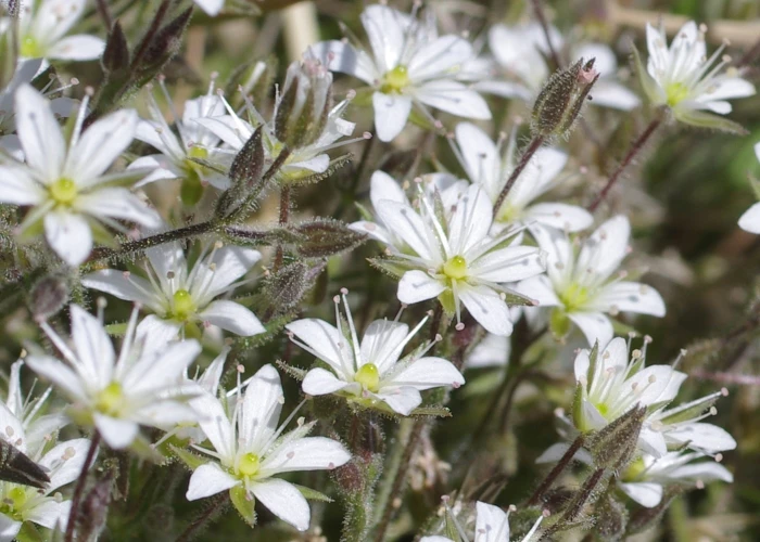 Eremogone kingii image