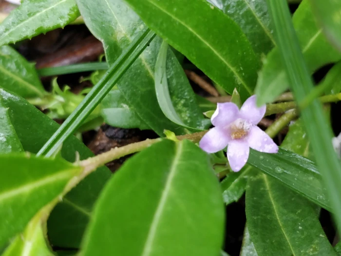 Eremophila debilis image
