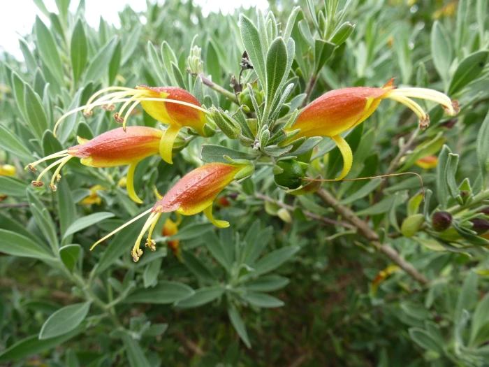 Eremophila glabra image