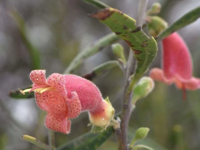 Eremophila longifolia image
