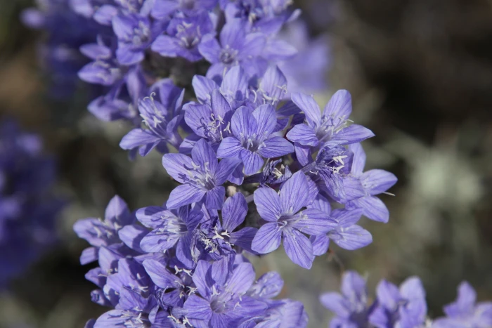 Eriastrum densifolium image