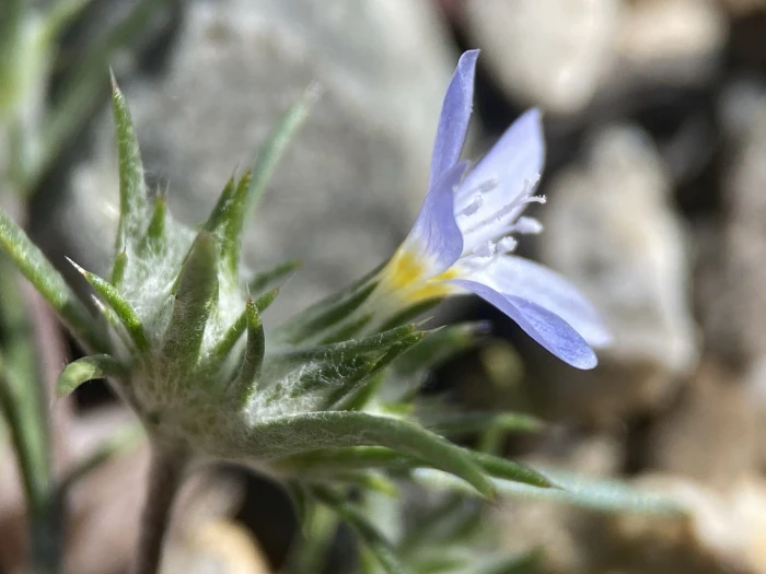 Eriastrum diffusum image