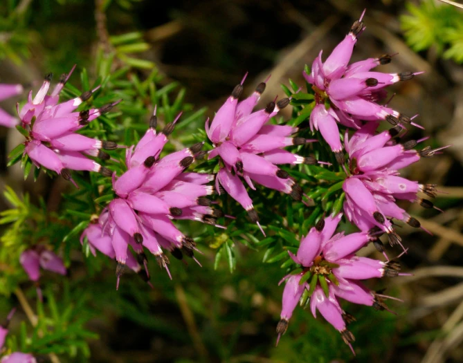 Erica carnea image
