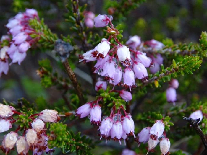 Erica manipuliflora image