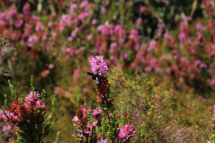 Erica verticillata image