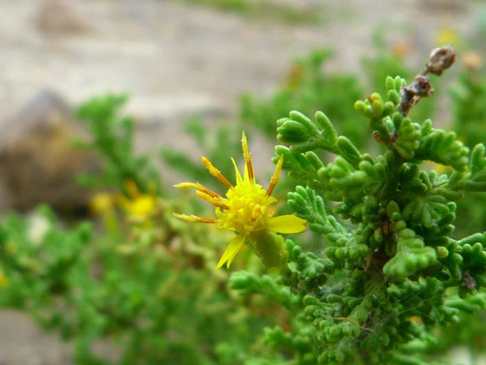 Ericameria ericoides image