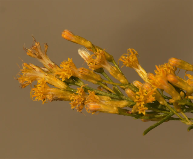 Ericameria paniculata image