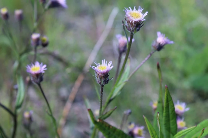Erigeron acris image