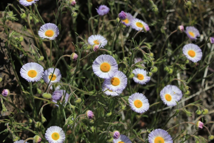 Erigeron divergens image