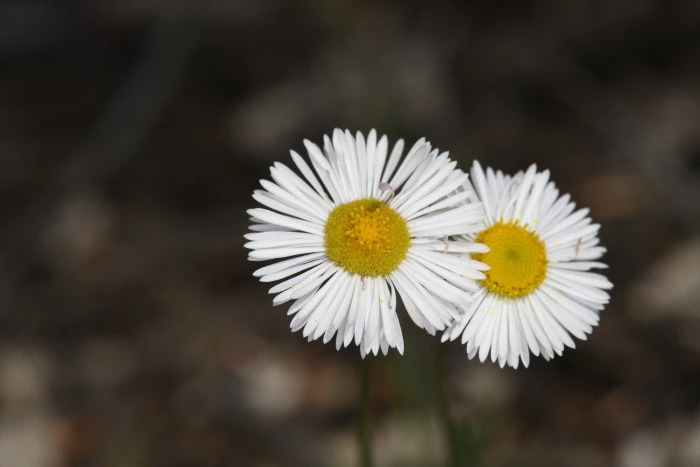 Erigeron flagellaris image