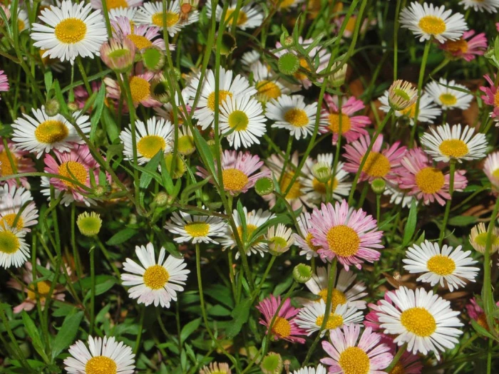 Erigeron karvinskianus image