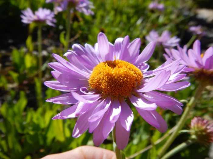 Erigeron peregrinus image