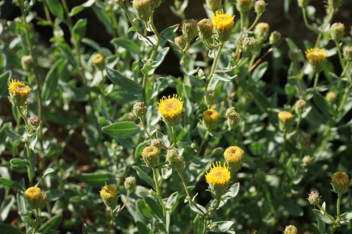 Erigeron petrophilus image
