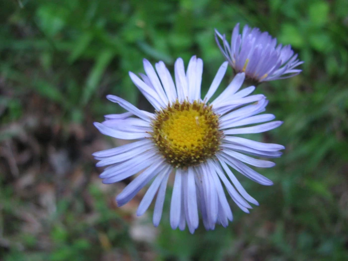 Erigeron pulchellus image