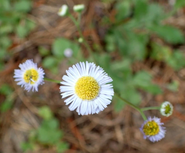 Erigeron quercifolius image