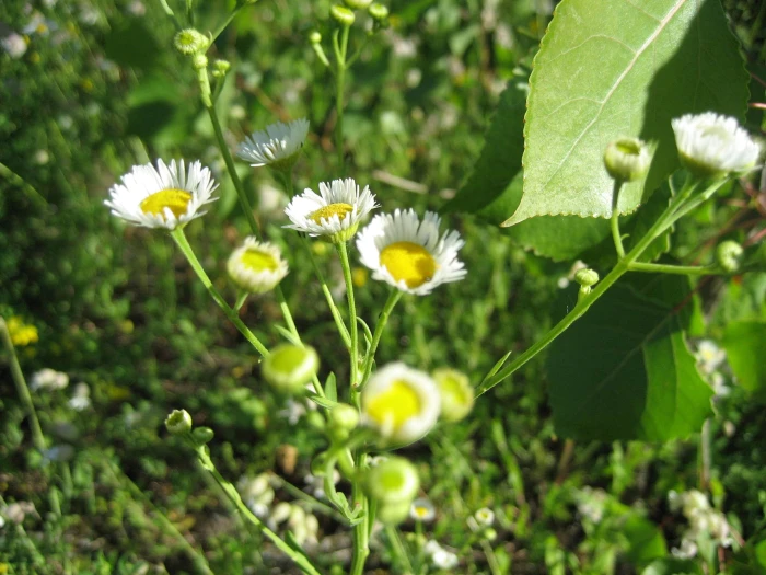 Erigeron strigosus image