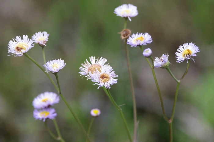 Erigeron tenuis image