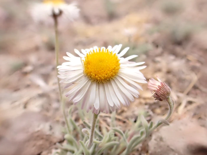 Erigeron tracyi image