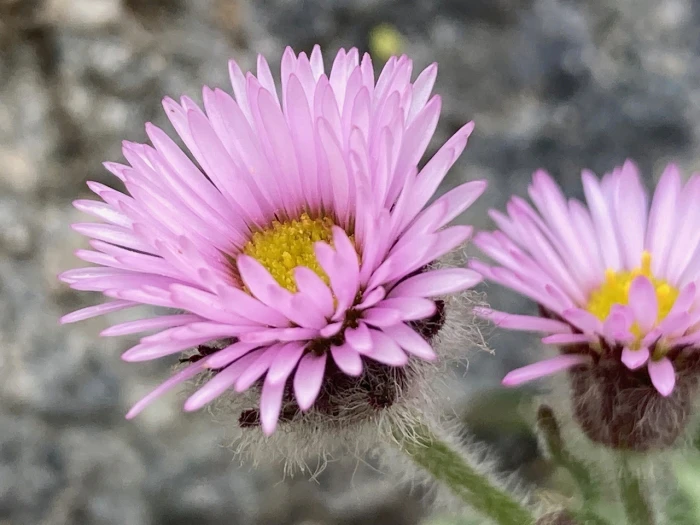 Erigeron uniflorus image