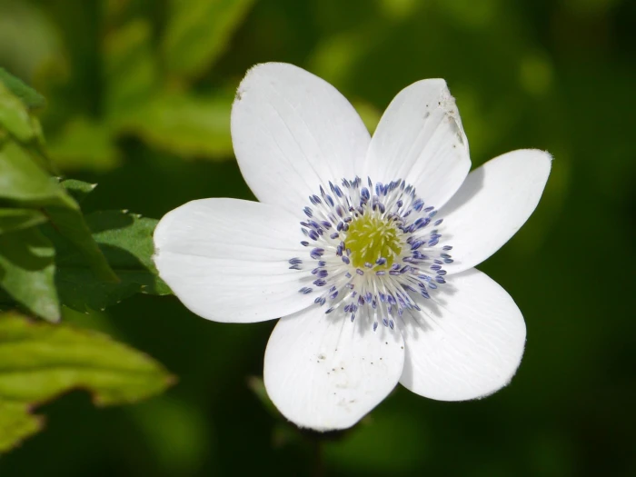 Eriocapitella rivularis image