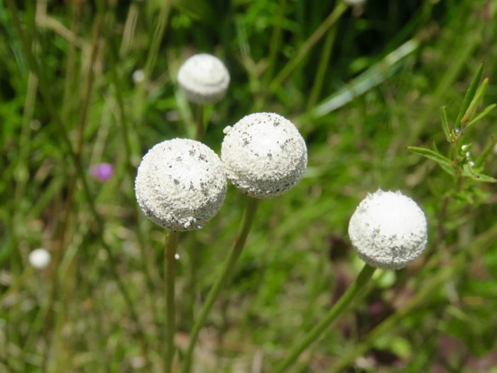 Eriocaulon decangulare image