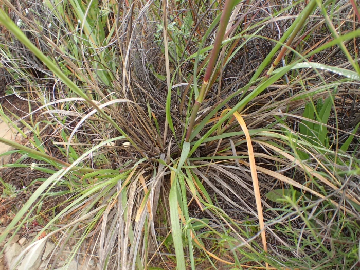 Eriocoma coronata image