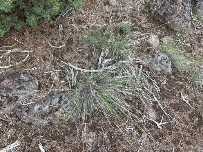 Eriocoma thurberiana image