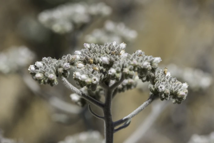 Eriodictyon tomentosum image