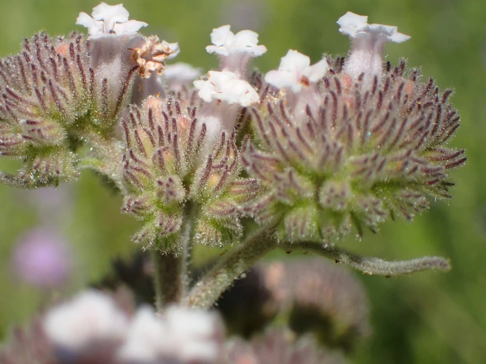 Eriodictyon traskiae image