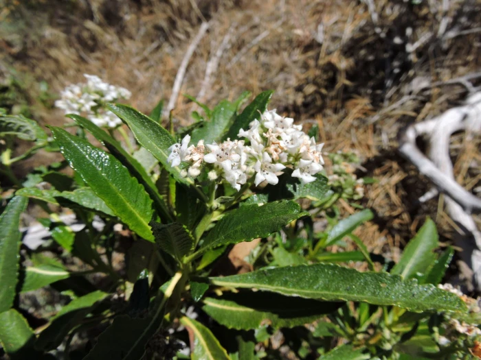 Eriodictyon trichocalyx image