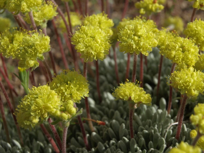 Eriogonum caespitosum image