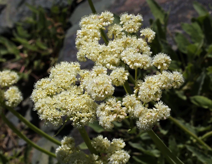 Eriogonum compositum image