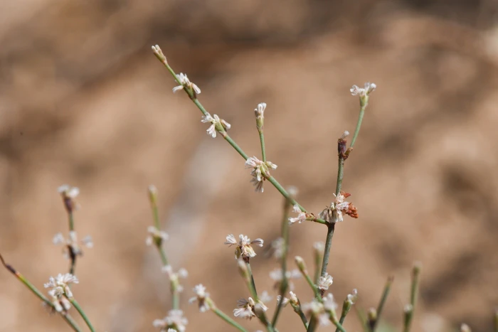 Eriogonum davidsonii image