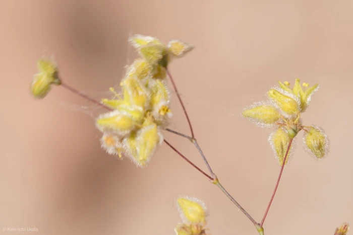 Eriogonum inflatum image